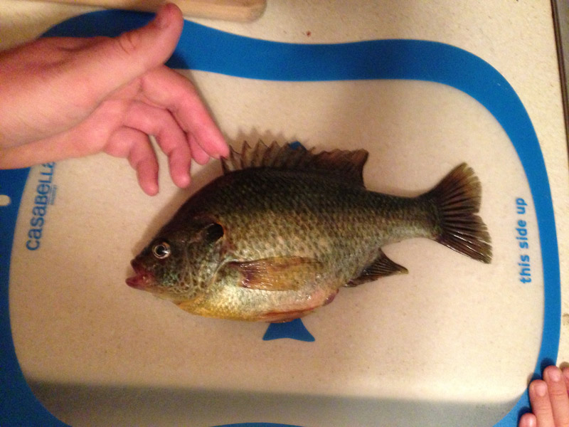 teach your child how to pick up a bluegill