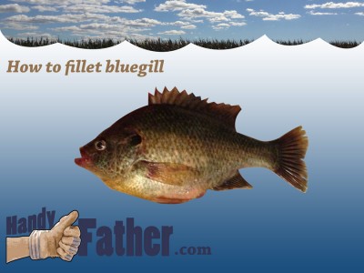 How to fillet bluegill
