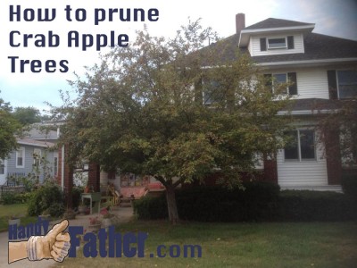 How to prune crab apple trees