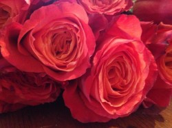 beautiful roses I sent my wife