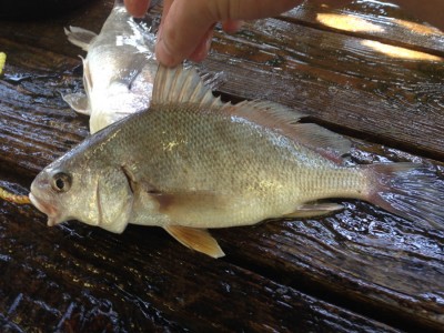 This is a freshwater drum. Some people eat them. Do you? If so, how do you prepare it?